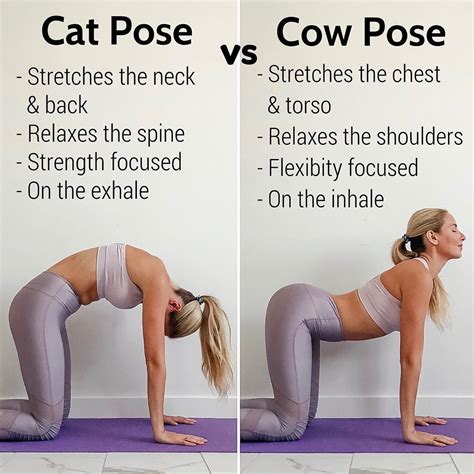 Cat Vs Cow Which Do You Prefer Cat Pose This Pose Targets