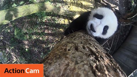 Action Cam Baby Panda Climbs A Freakin Tall Tree Panda Cam No6