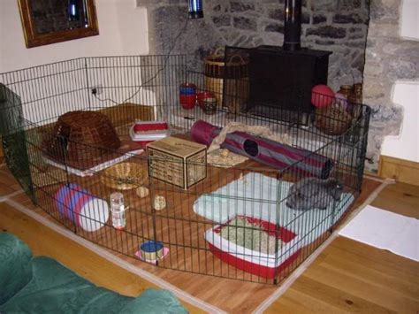 Bunny Housing Forum Indoor Rabbit Raising Rabbits Bunny Cages Pet