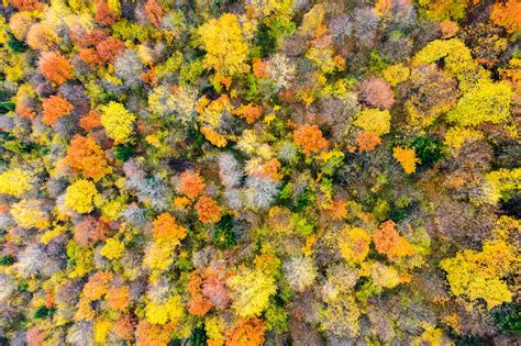 Premium Photo Aerial View Of Dense Green Pine Forest With Canopies Of