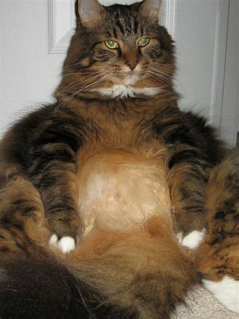 Funny Fat Cats Videos Cute Fat Cats 😻😹 Funny Fat Cats Full Epic