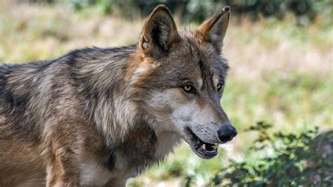 Wölfe: Erstmals in Deutschland Tier aus Südosteuropa nachgewiesen