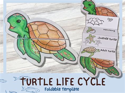Turtle Life Cycle Activity For Kids Graphic By Life Blueprints