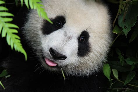 This Little Panda Cub Sticking Out Its Tongue Aww