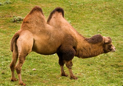 Bactrian Camel The Life Of Animals