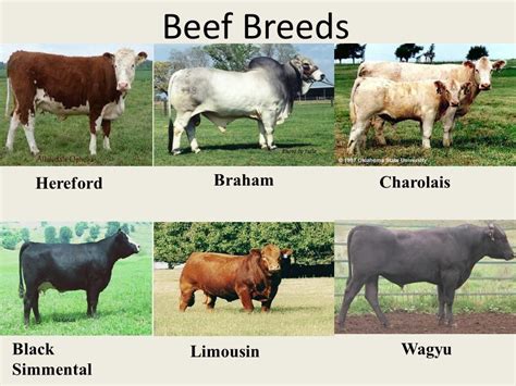 English Cow Breeds All About Cow Photos