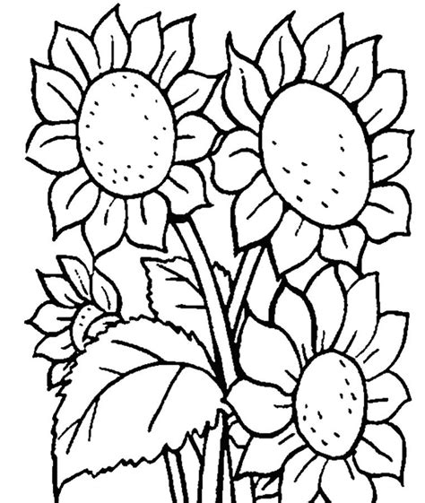 Gambar Bunga Yang Mudah Untuk Anak Tk Sketsa Mawar Warnai Putih