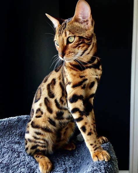 3228 Likes 449 Comments Bengal Cats Bengalcats On Instagram “colorful Bengals By