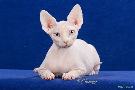 Buy and sell maine coons kittens & cats uk with freeads classifieds. Sphynx Cats Kittens, NADA Sphynx, Devon Rex, Lykoi ...