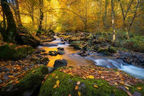 Autumn Stream Trees Leaves Forest Stones Hd Wallpaper Peakpx
