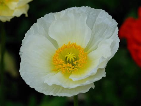 Flickriver Searching For Photos Matching White Poppy