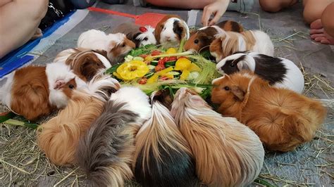 Guinea Pig Group Of Singapore All About Guinea Pigs Including Top Five