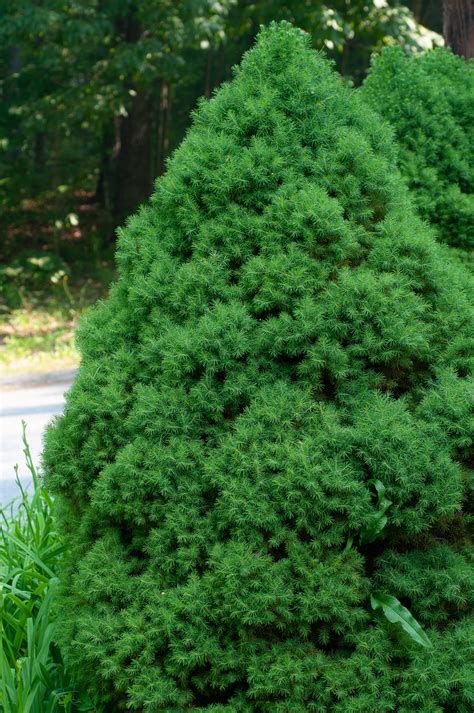 Picea Glauca Var Albertiana ‘conica Dwarf Alberta Spruce