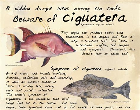 Pdf Ciguatera Fish Poisoning Treatment Prevention And Management