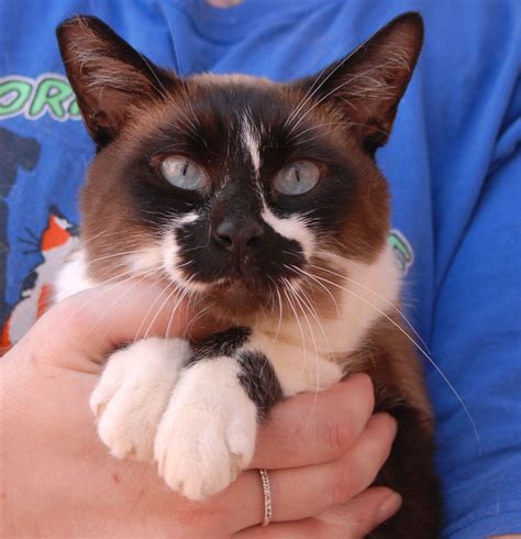 Baby Siamese Cat For Adoption Care About Cats