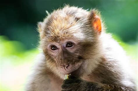 Barbary Ape Monkey Primate Mammal Animal Animal World Animal