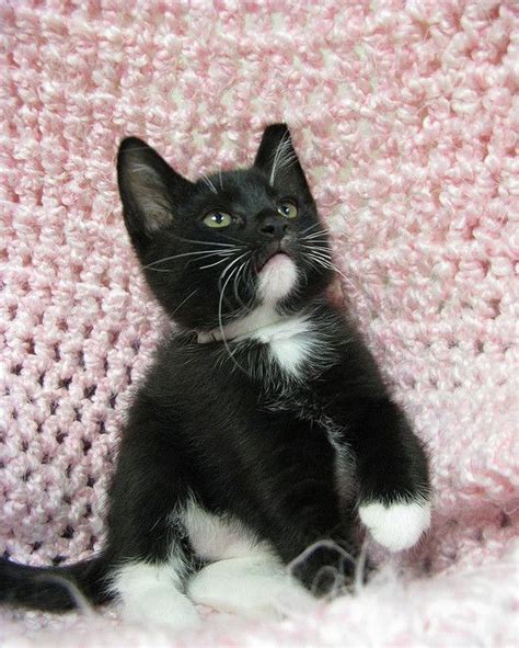 Best 25 Tuxedo Cats Ideas On Pinterest Tuxedo Kitten Cute Kittens