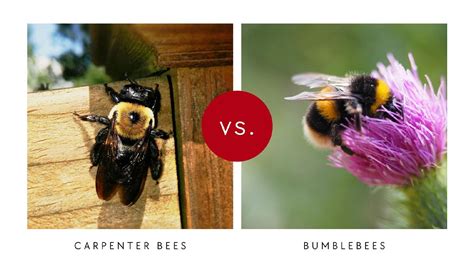 Carpenter Bees Vs Bumblebees