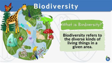 Biodiversity Definition And Examples Biology Online Dictionary