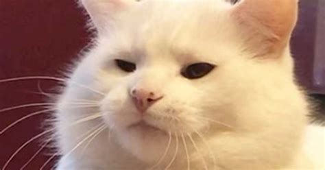 ¿recuerdas Al Gato De Los Memes Pues Ya Dio El Marranazo Y Así Se Ve Hoy