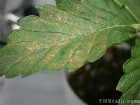 Brown Spots Welcome To Cannabis Gallery