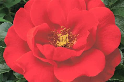 Rosa Flower Carpet Scarlet Groundcover Rose