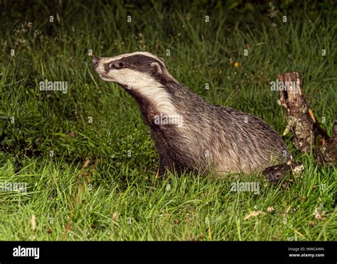 Badgers Mother And Cub Feeding On Woodland Edge Stock Photo Alamy