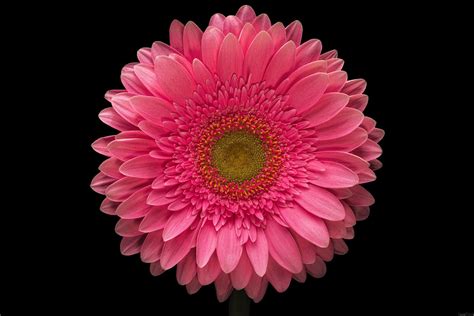 Pink Gerbera Daisy On Black Gerbera L Is A Genus Of Plants