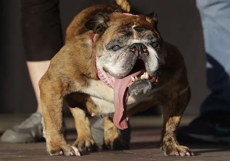 English Bulldog Zsa Zsa Wins 2018 Worlds Ugliest Dog