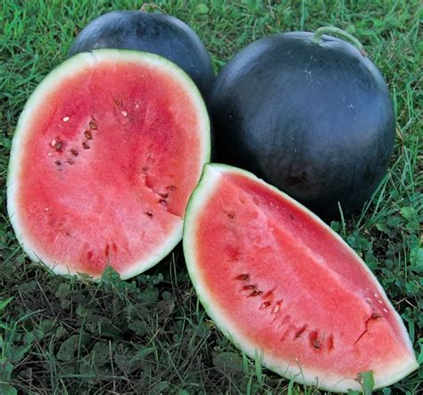 Black Diamond Watermelon 50 Seeds