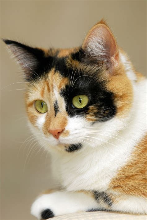 Awesome Facts About Calico Cats That Are Sure To Blow Your Mind