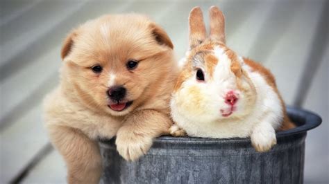Puppy and rabbit wallpapers and images - wallpapers, pictures, photos
