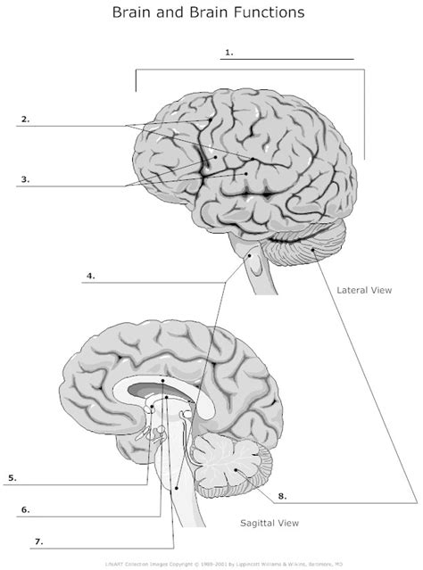 7 Functions Of The Brain Worksheet