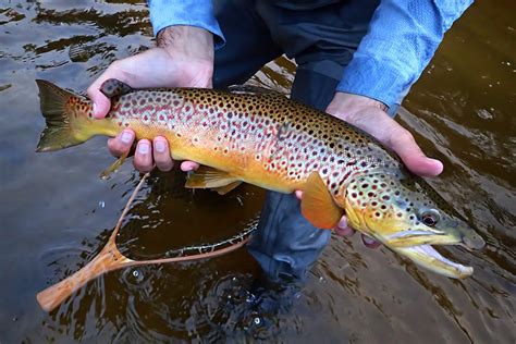 Brown Trout Archives Caffeinated Fly Fisher
