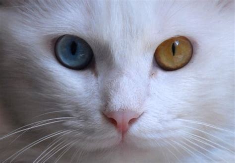 Odd Eyed Cats Cats With Two Differently Colored Eyes Cats Cat