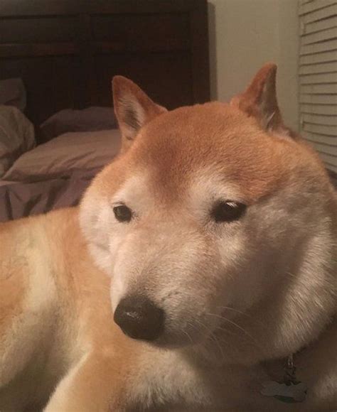 28 Photos That Prove Shiba Inus Are Humans With Fur Cutesypooh