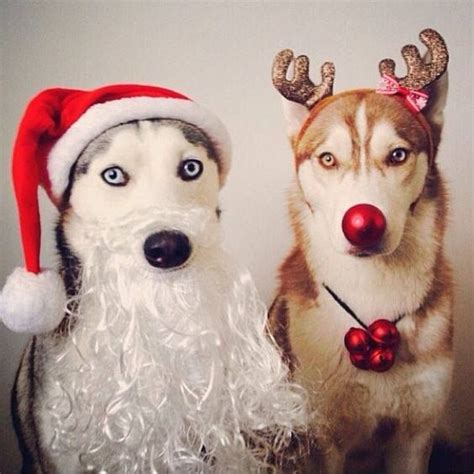Merry Christmas Huskies Its Santa And Rudolph Dog Christmas Card