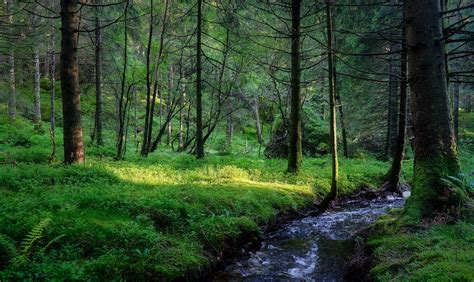 750488 Forests Stream Trees Grass Rare Gallery Hd Wallpapers