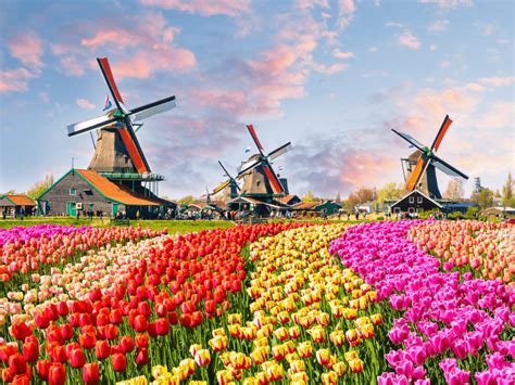 Thưởng Ngoạn Vẻ đẹp Rực Rỡ Của Lễ Hội Hoa Tulip ở Hà Lan