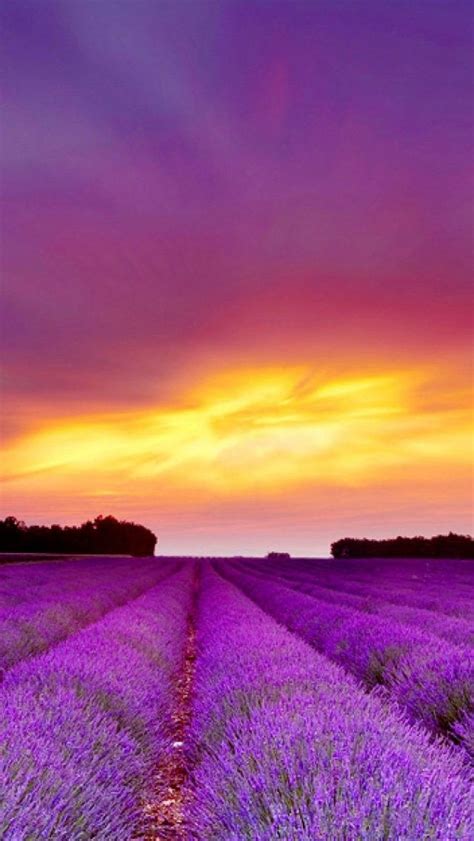 Lavenderfieldandpurplesunset Живописные пейзажи Пейзажи Рисунки