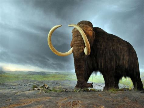 These Scientists Plan To Fully Resurrect A Woolly Mammoth Within The