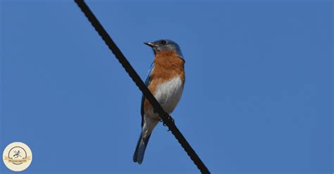 Do Bluebirds Migrate Wildlife Chatter
