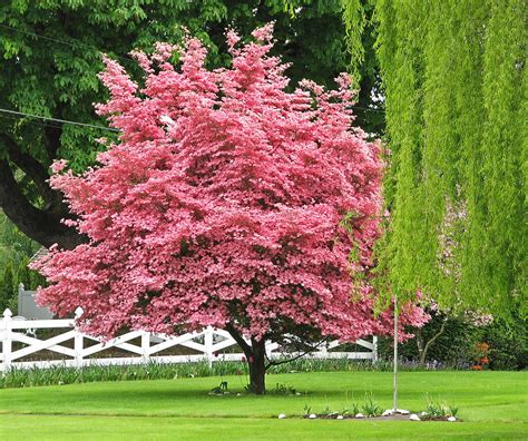 Where To Buy Pink Flowering Dogwood Tree 5 Flowering Pink Dogwood