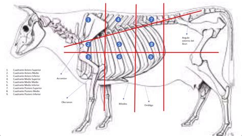 Lineas De Vogel Y Anatomia TopogrÁfica Youtube