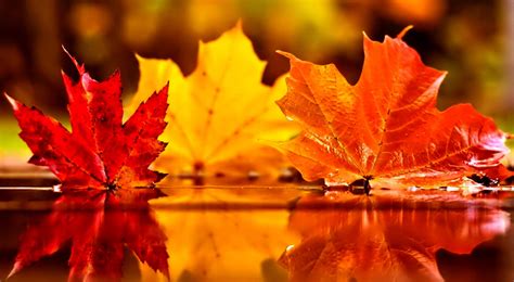 Falling Red Leaves Wallpapers A Season Of Paradox Autumn Leaves