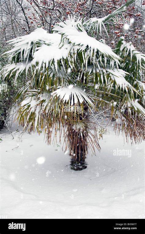 Snow Covered Palm Tree Stock Photo Alamy