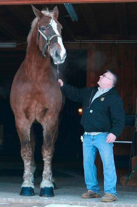 Big Jake Worlds Tallest Horse Dies Aged 20