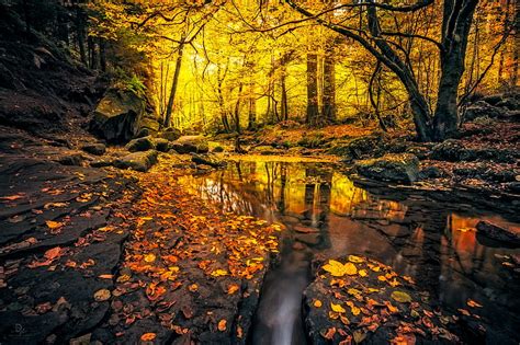 Autumn Forest Sunlit Stream Streams Forests Leaves Sunlight Autumn