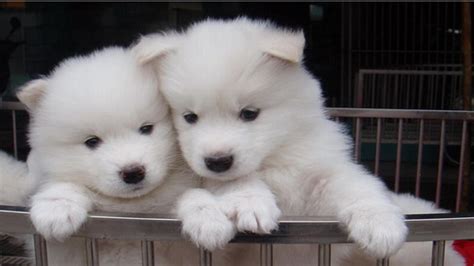 50 Most Beautiful Samoyed Dog Pictures And Photos