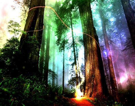 Fantasy Forest Wallpapers Wallpaper Cave Magical Forest 921x729